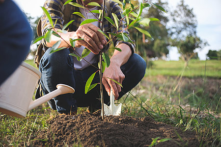 young man gardener, planting tree in garden, gardening and water