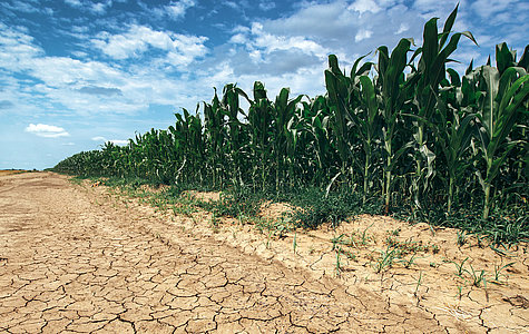 Corn crop growing in drought conditions