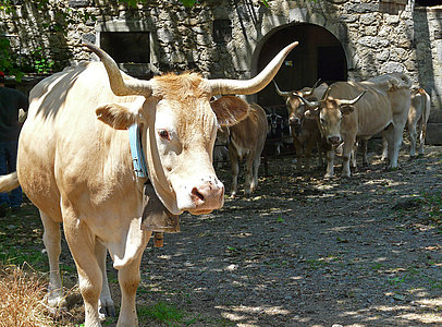 vache béarnaise