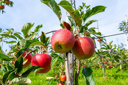 Harvesting time in fruit region of Netherlands, Betuwe, Gelderland, plantation of apple fruit trees in september, elstar, jonagold, ripe apples