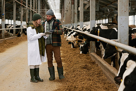 Doctor discussing health of cows together with farmer showing him information on digital tablet, they standing in cowshed