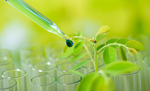pipette dropping green sample chemical over young sample plant